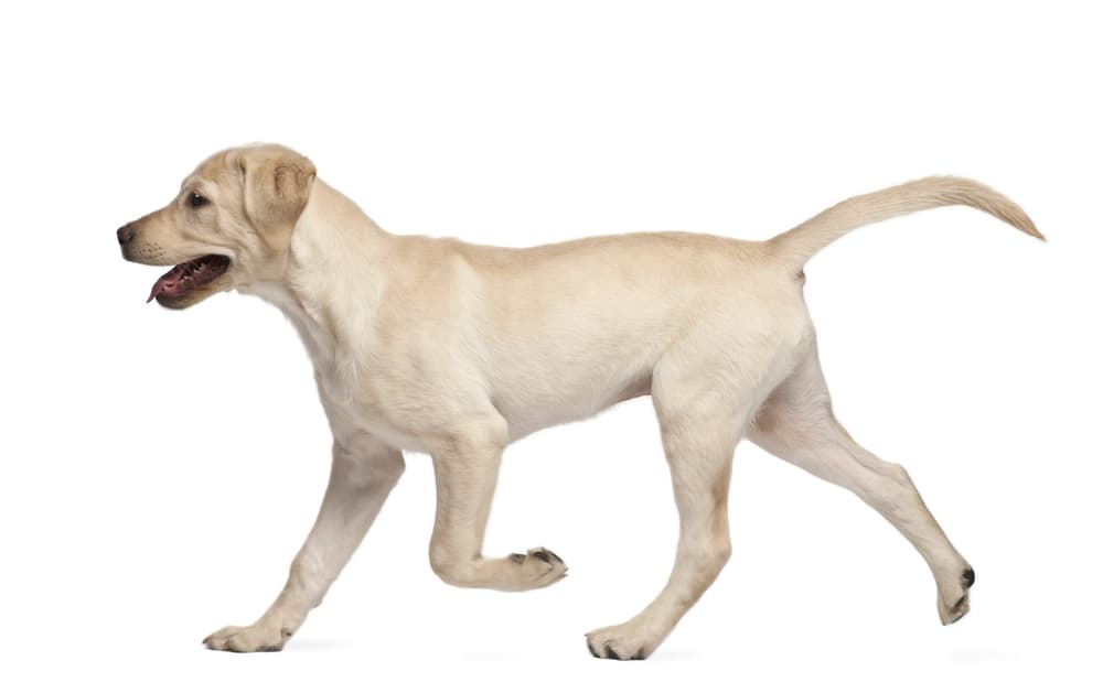 iWorkDogs Dog Training Co.
