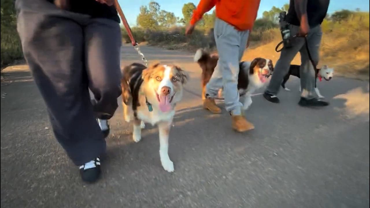 Boss Dawg K9 Training photo