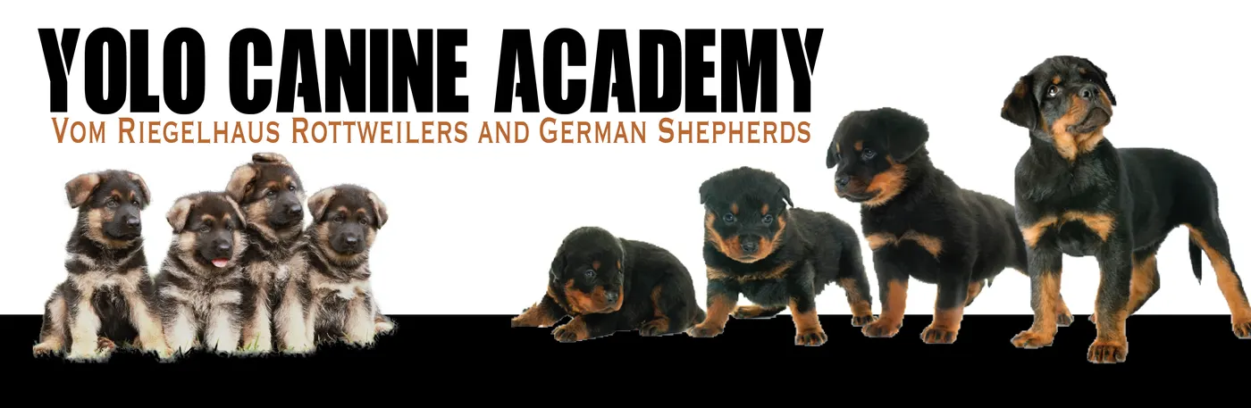 Yolo Canine Academy photo