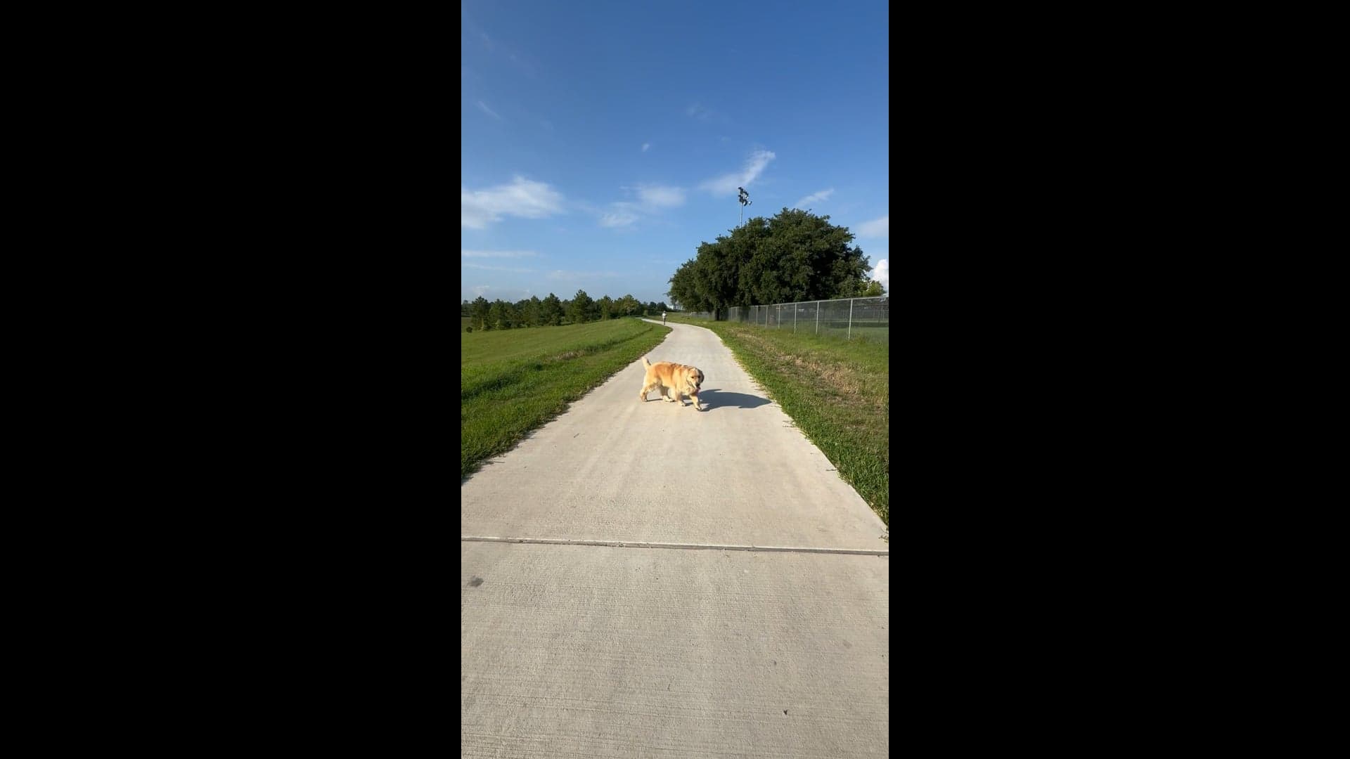 Got It Dog Training