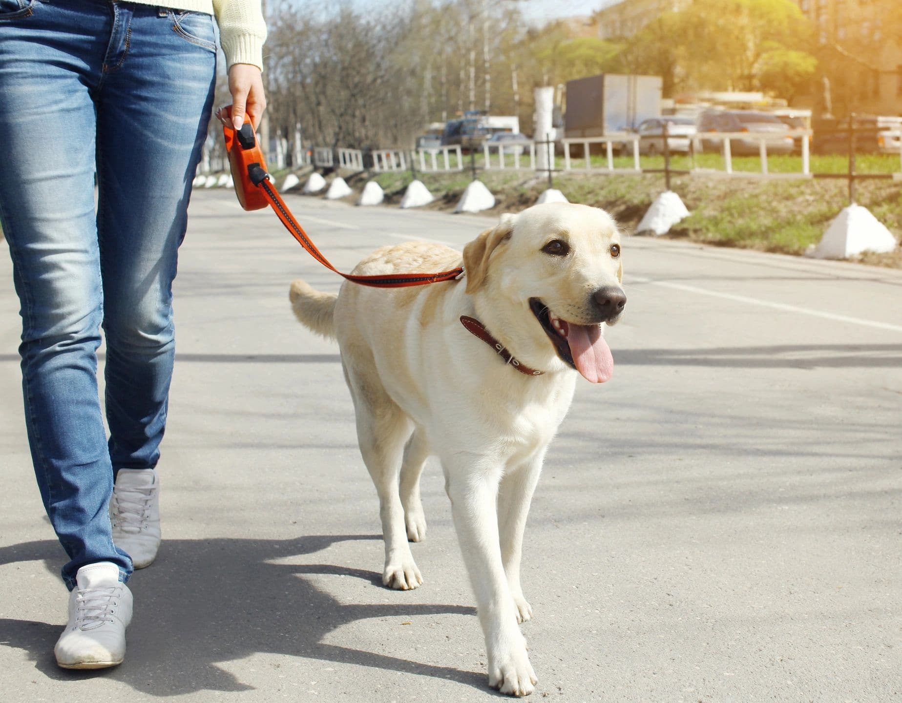 Amazing Dog Training photo