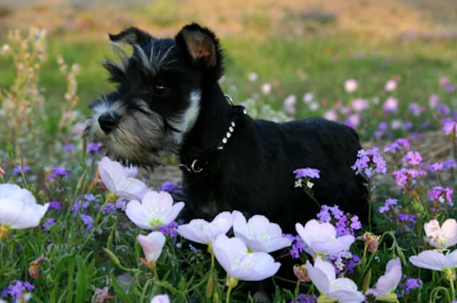 Dog Remedy Behavioral Training photo
