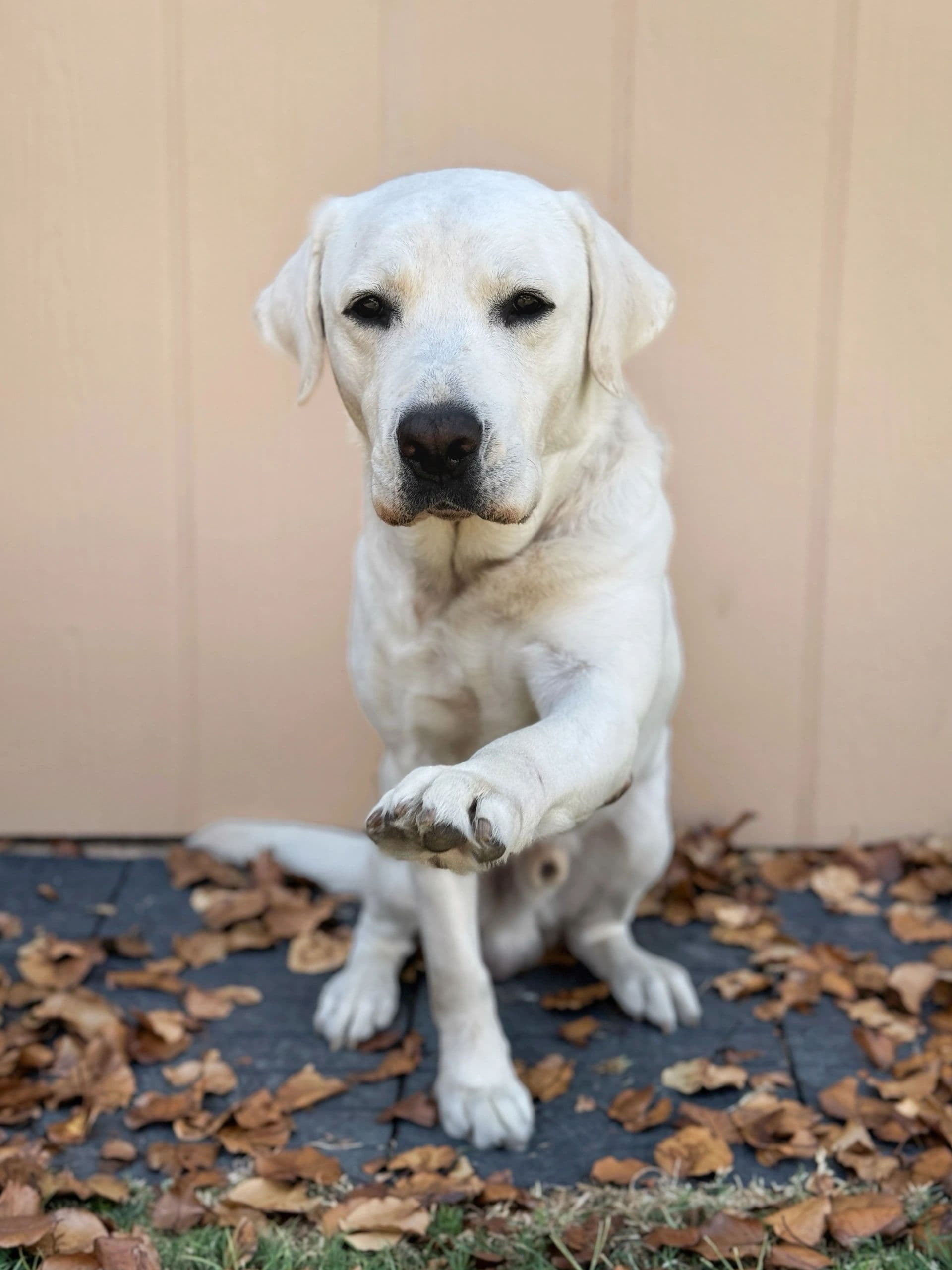 Canine Potential Dog Services