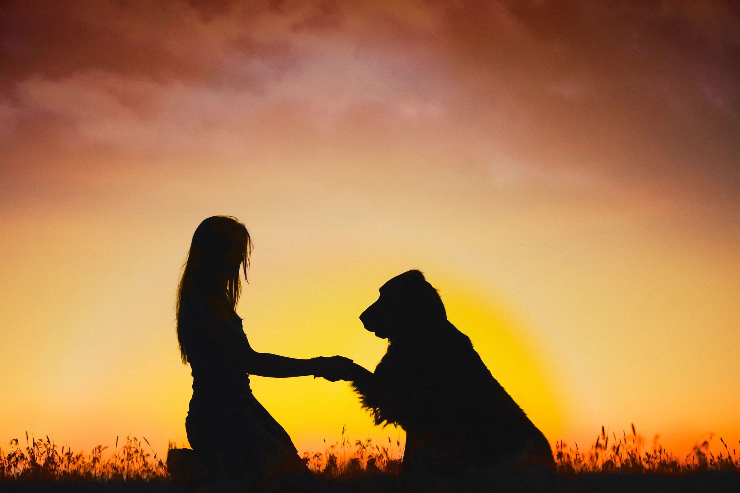 Lead With Love Dog Training