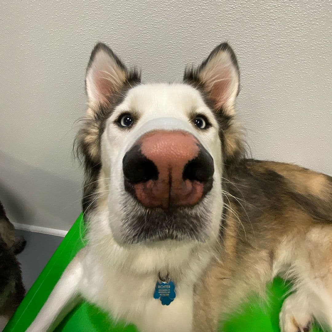Playful Pack photo