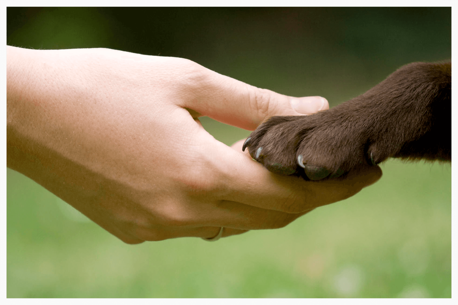 In Tune Dog Training