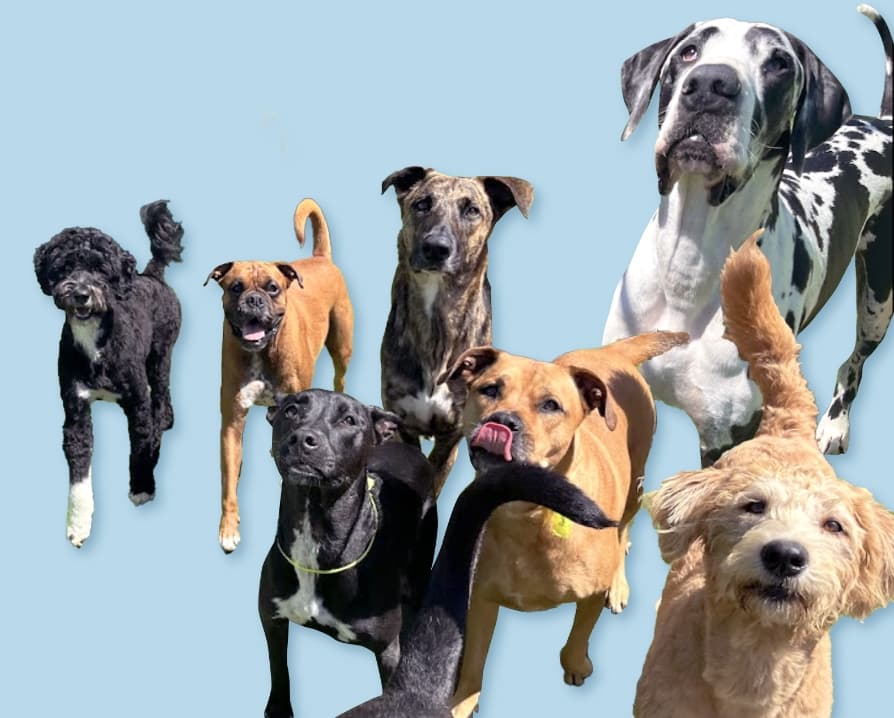 Fon Jon Dog Boarding and Daycare of San Diego photo
