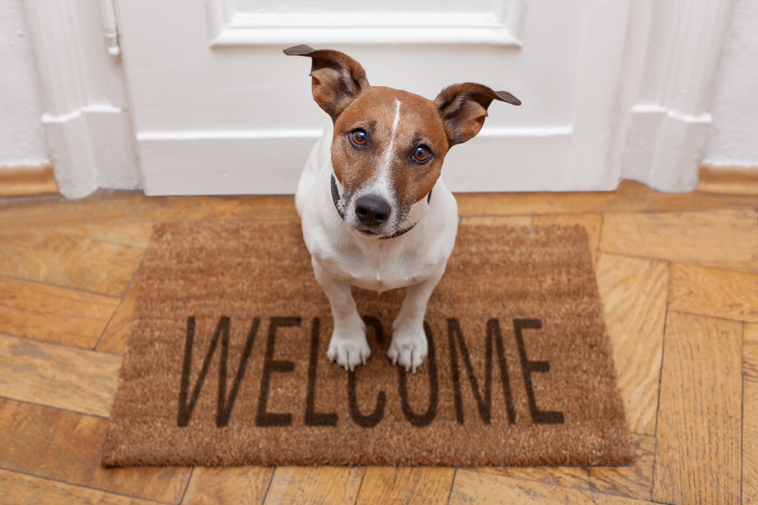 South Bay Dog Training