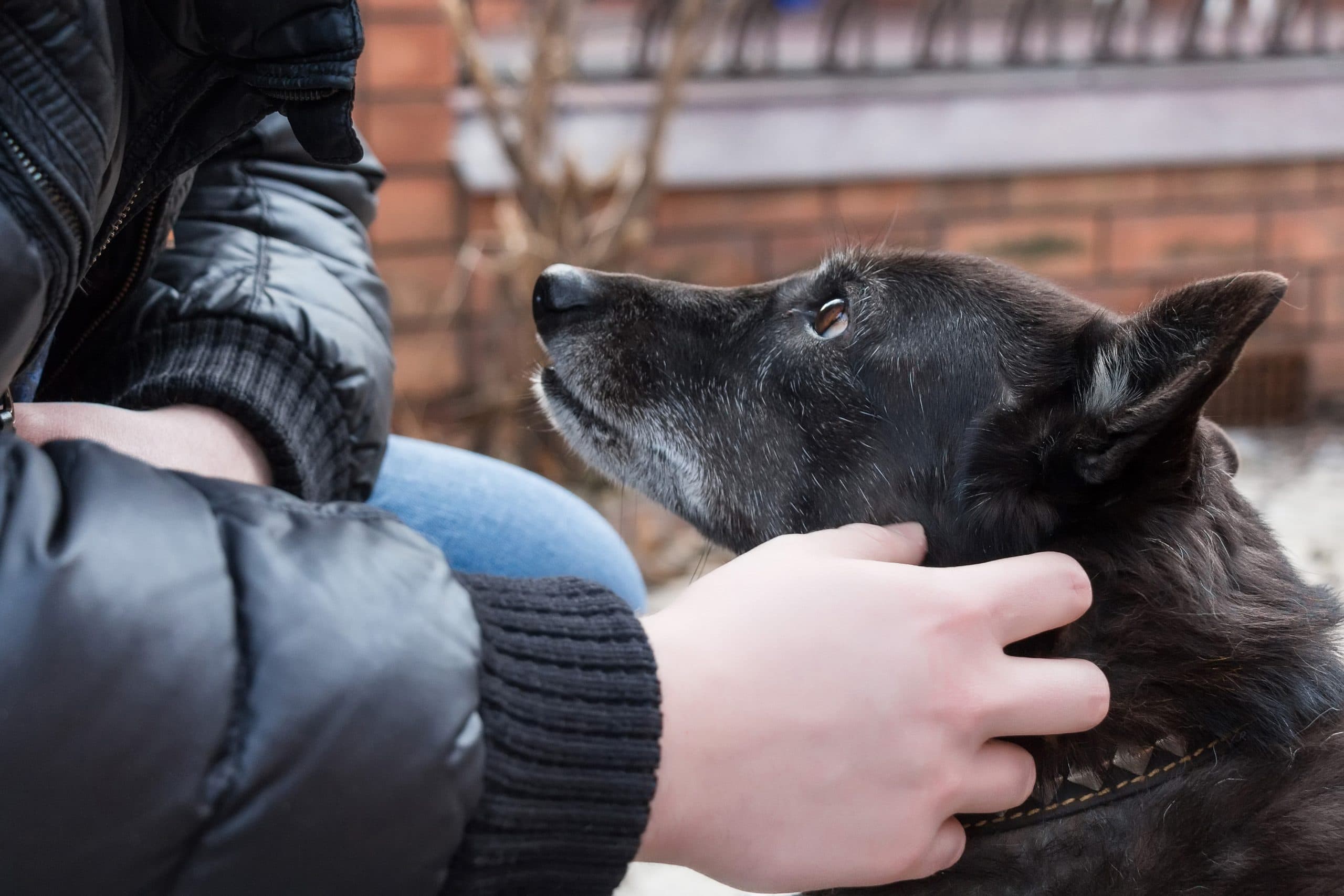 Instinct Dog Behavior & Training Fort Worth