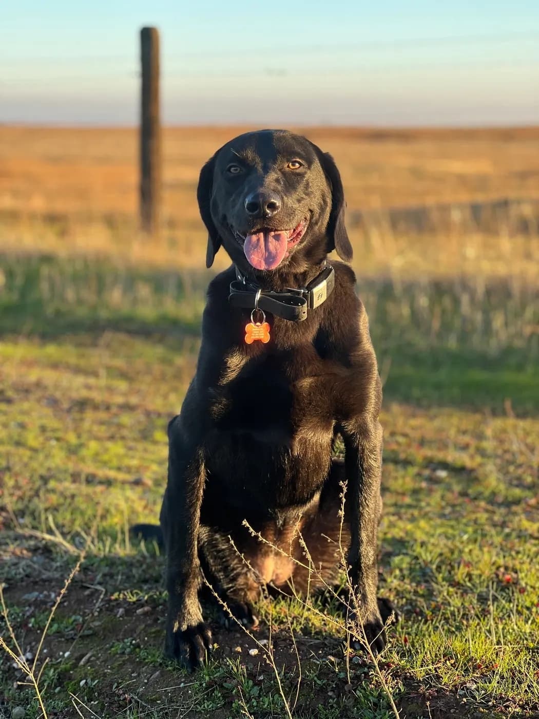Paws in Motion Dog Training & Boarding, LLC