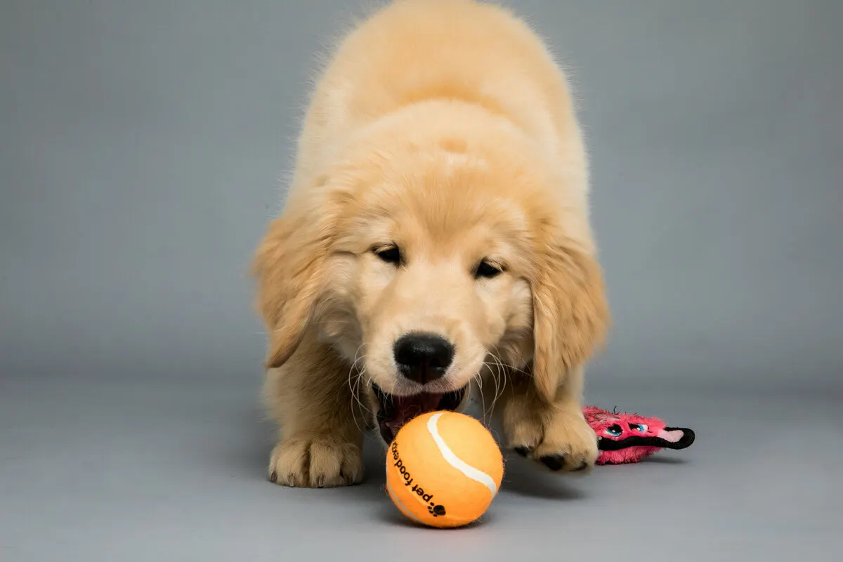 Pet Photos By Olin