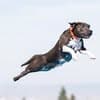 Carpe Diem Dog Training