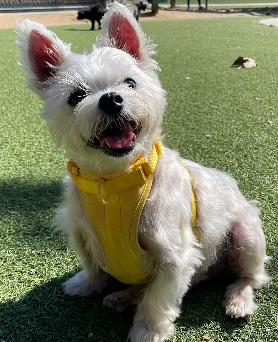Happy Paws Dog Training LA