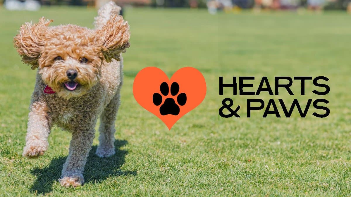 Hearts and Paws
