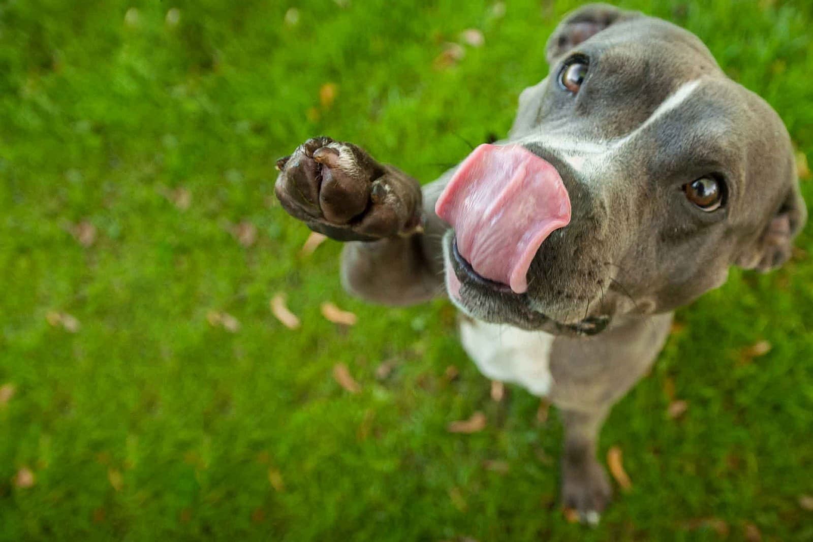 Dog Busters San Diego