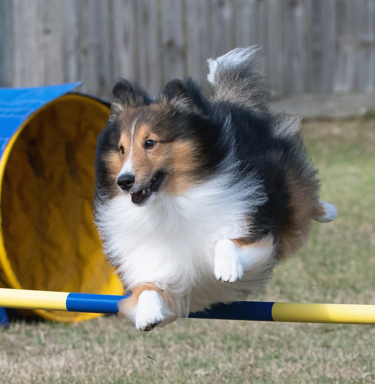 Leaps and Bounds Agility Center