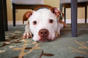 Heart of Texas Dog Training Austin
