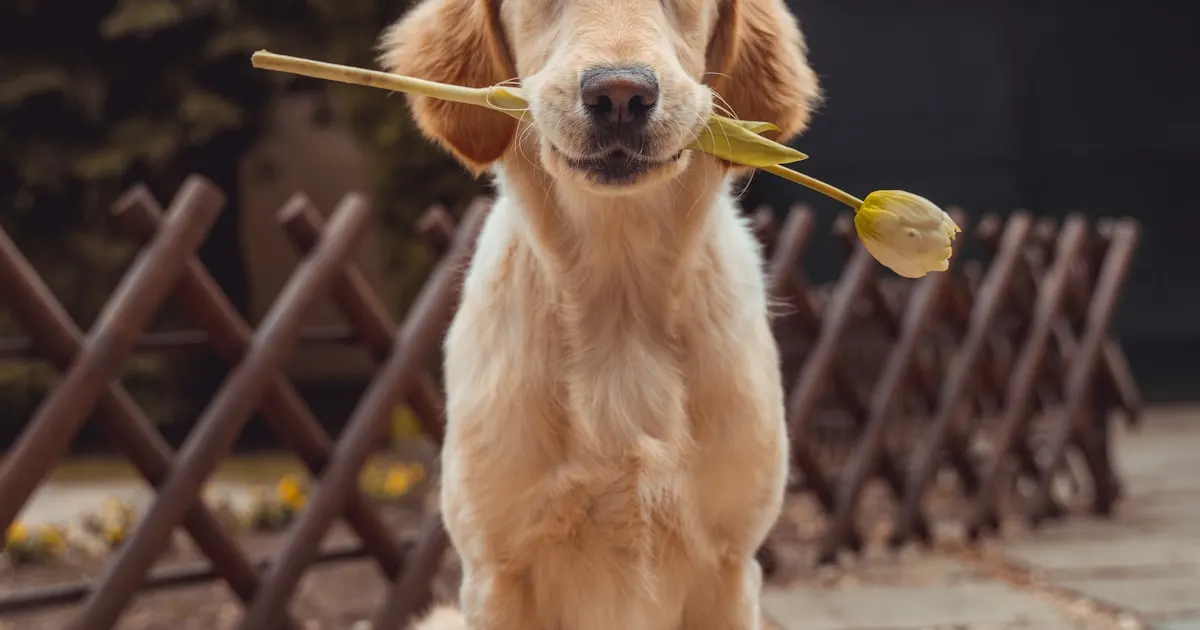 K9 Training Solutions