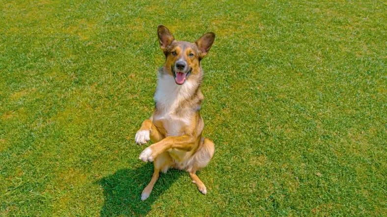 Valley Pup Training
