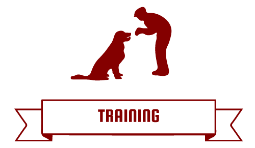 Patriot Dog Training