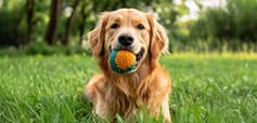 Hill Country Pet Ranch