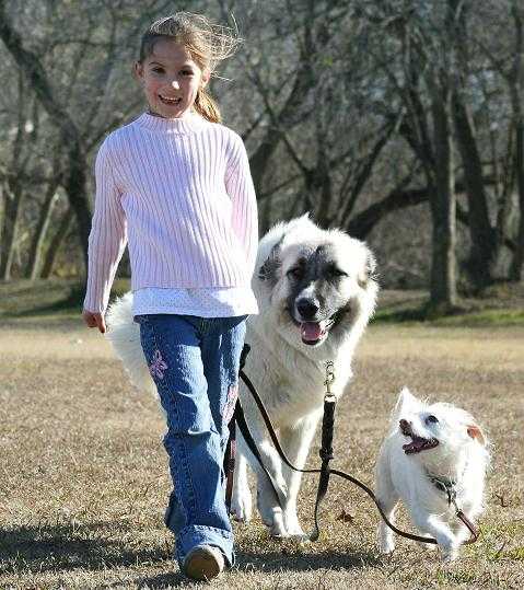 A Better Dog Training