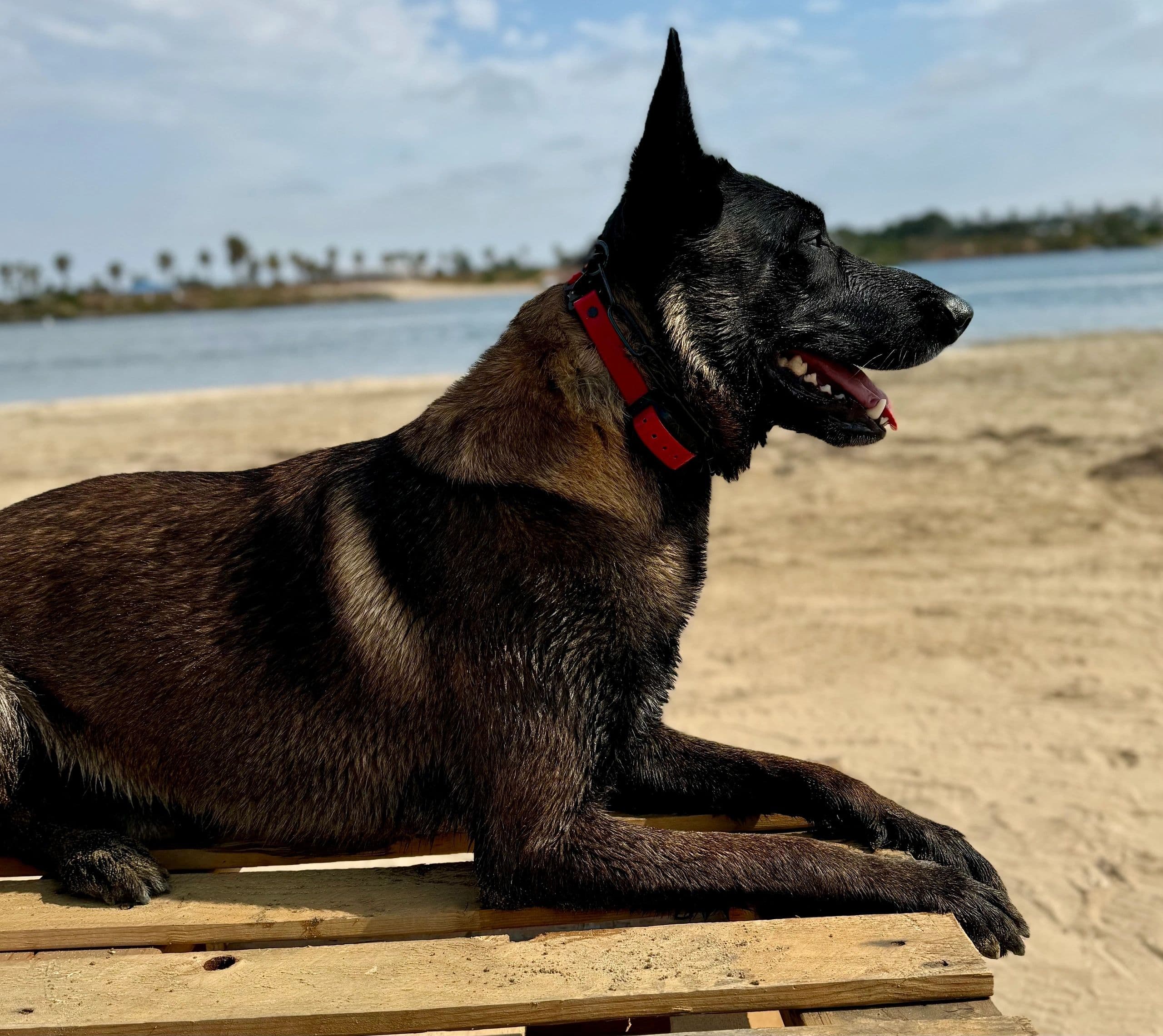 Heel Smart Dog Training